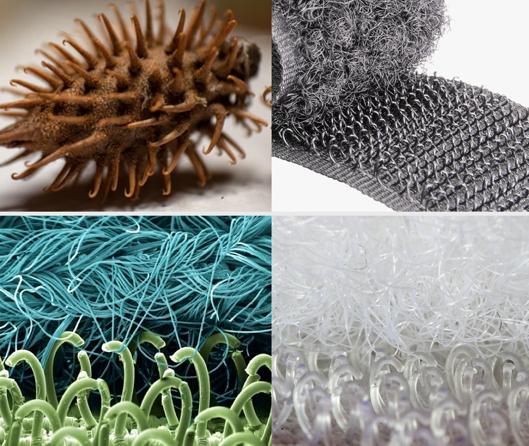 microscopic view of a burdock burr and a hook and loop fastener.